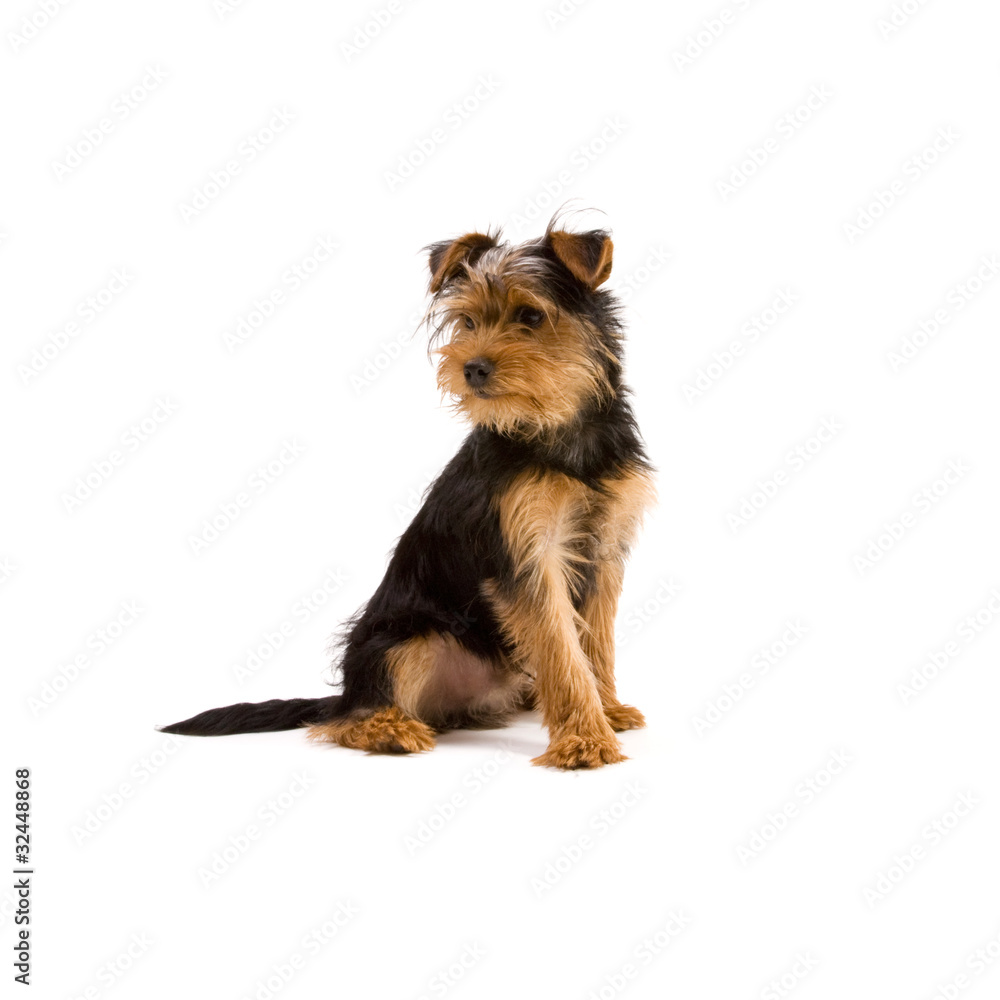 Yorkshire Terrier