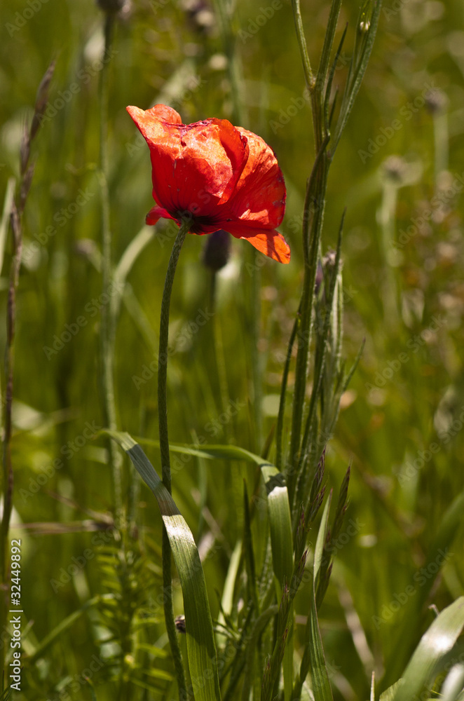 Fototapeta premium fleurs des champs