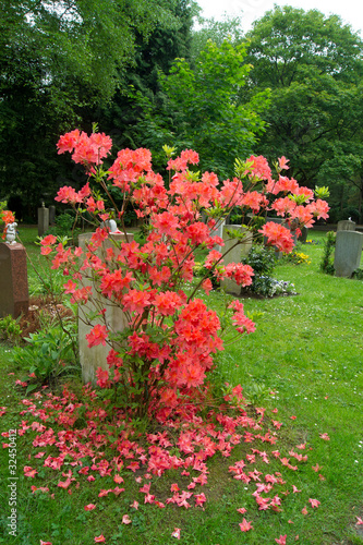 Rhododendron verliert Blüten