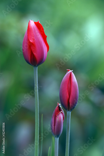 Tulips flowering
