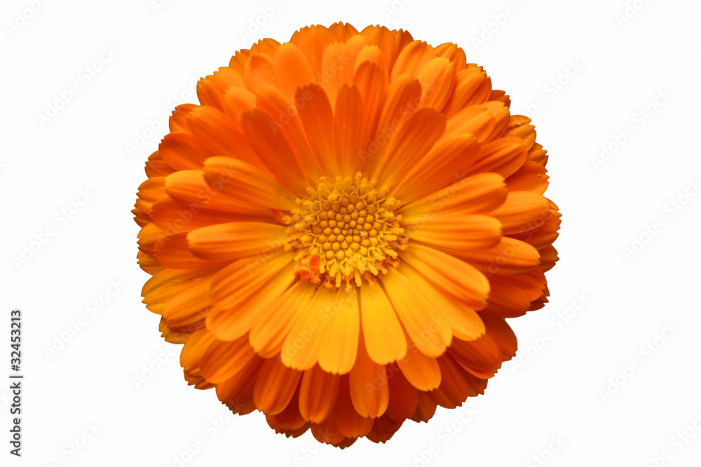 キンセンカ オレンジ 色 Stock Photo Adobe Stock