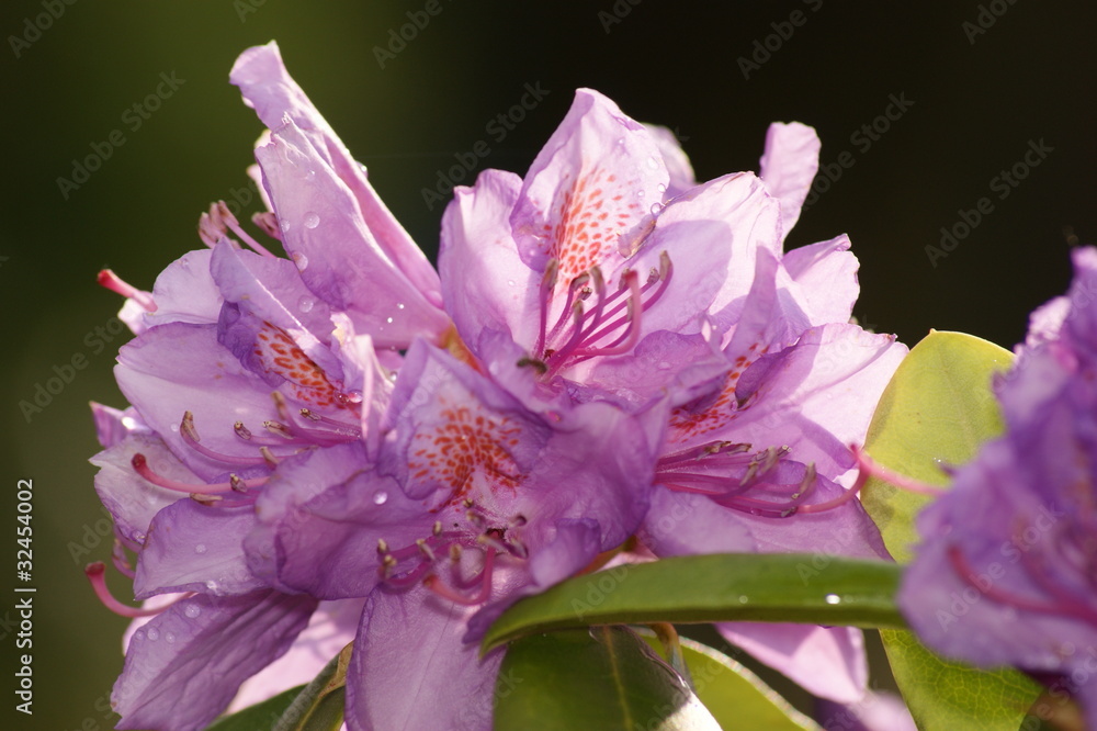 Blume Blume