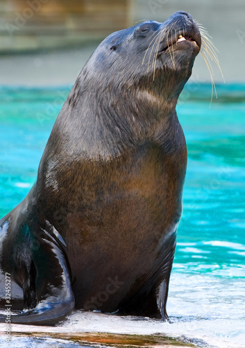 Male sea lion