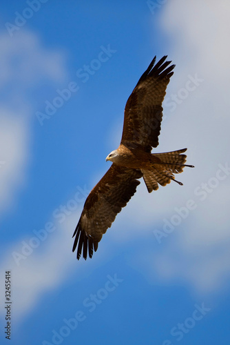 Falcon with outstretched wings under the cloudy blue sky