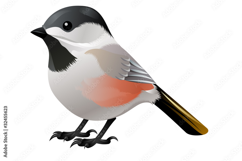 Obraz premium black, white and orange birsy