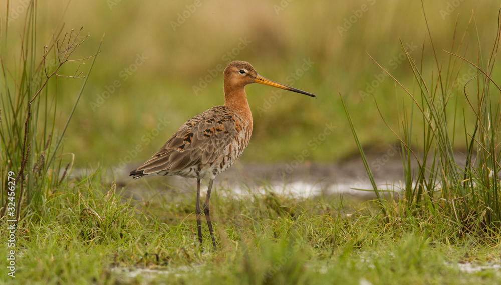 Godwit in the field
