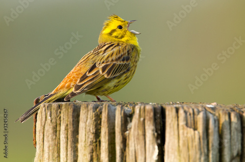Yellowhammer singing on a pole