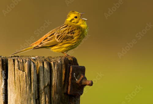 Yellowhammer singing on a pole