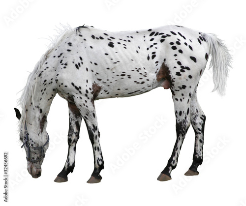 Geflecktes Pferd © OrpheusXL