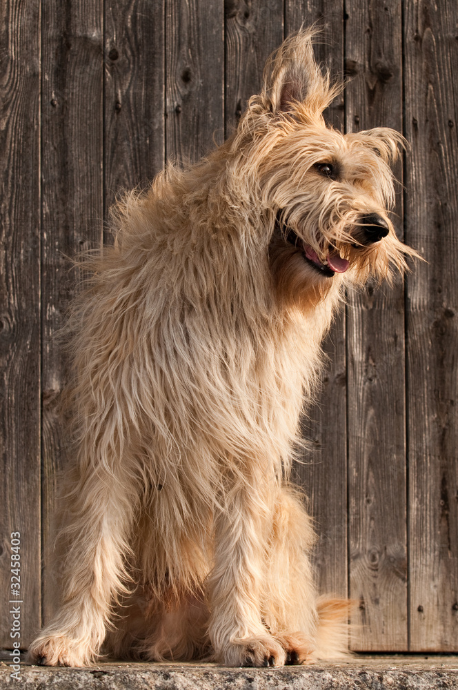 Berger de Picardie, Briard, Hütehund, Rassehund, Hund, Dog Stock Photo |  Adobe Stock