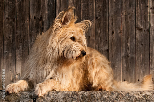 Obraz na plátně Berger de Picardie, Briard, Hütehund, Rassehund, Hund, Dog