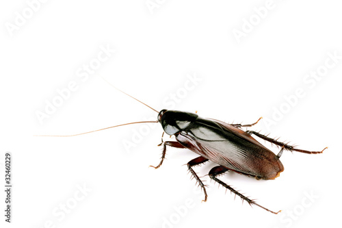 Cockroach isolated on white, body length 50mm