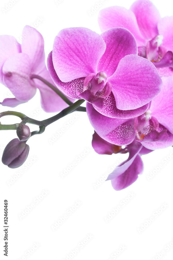 Obraz premium Beautiful purple orchid flowers isolated on white