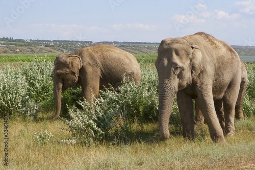 Elephants for a walk