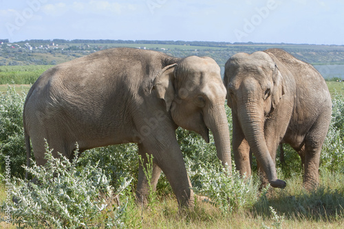 Two elephants for a walk