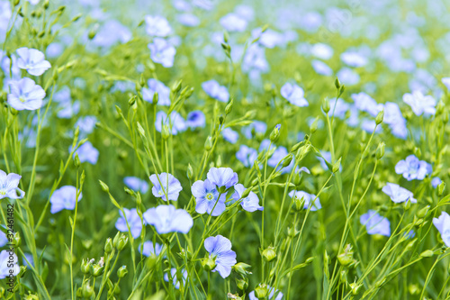 Foto Blooming flax