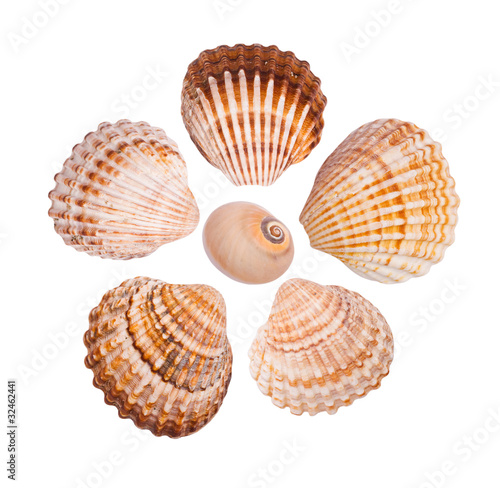 Six common cockle shells arranged in a flower shape