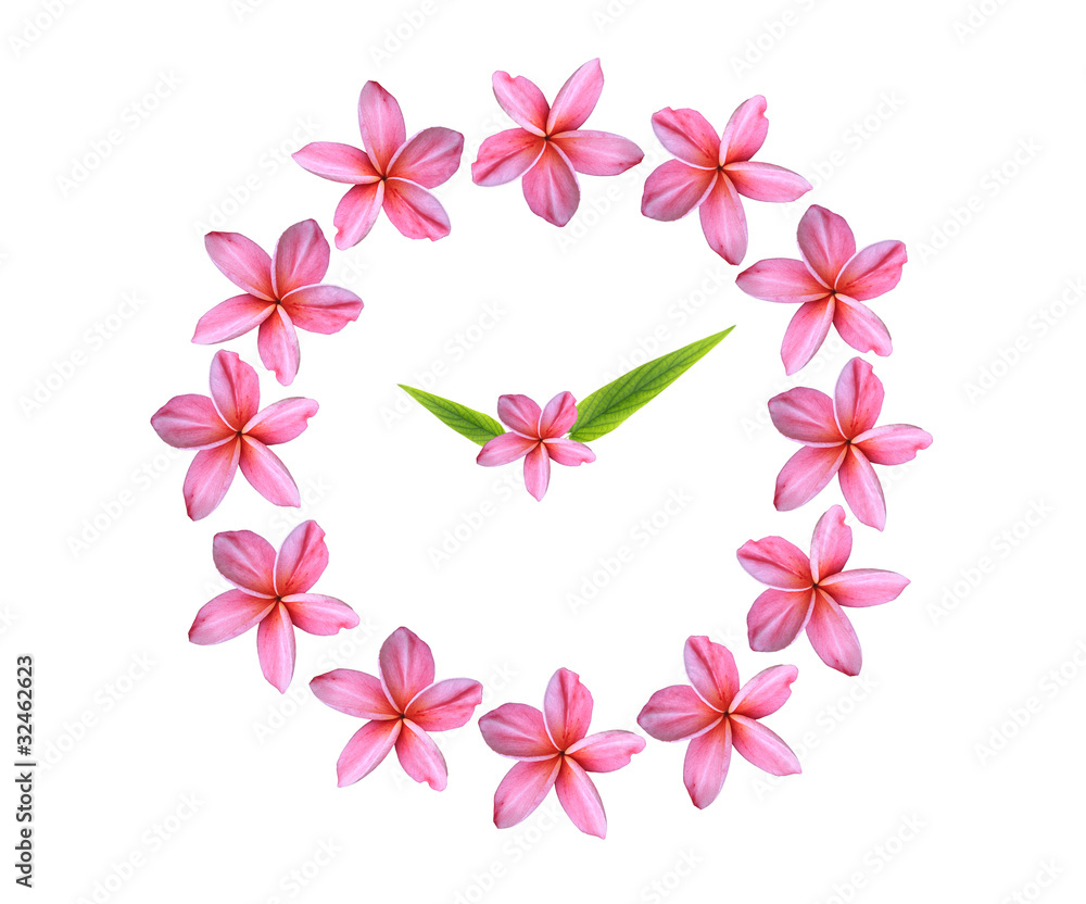 pink frangipani clock on white background pink frangipani clock on white background