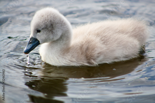 Small swan playing alone in a lake of a park. © nunper