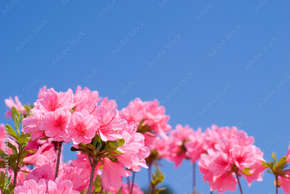 クルメツツジの花と青空 クルメツツジの花と青空