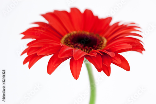 daisy isolated on white background