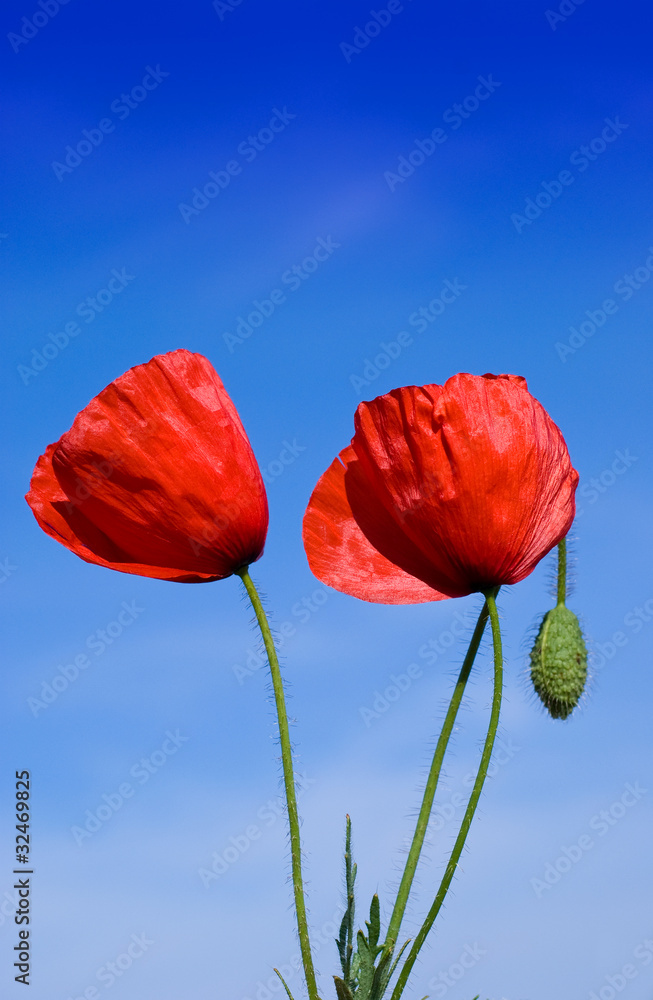 Naklejka premium Poppy flowers