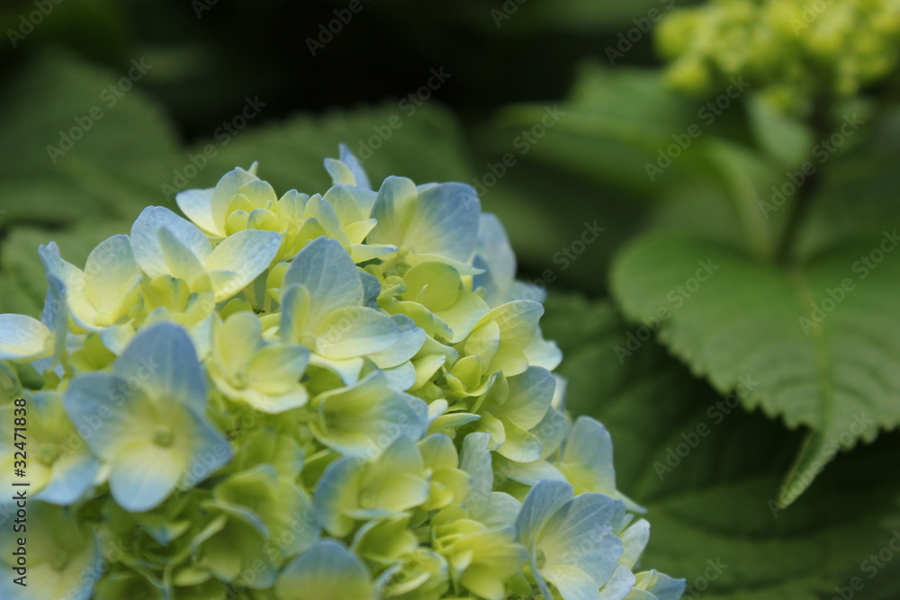 青い紫陽花 青い紫陽花