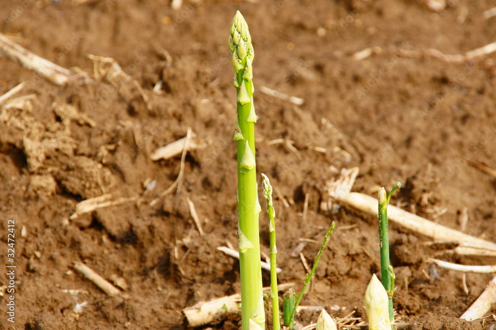 Spargel, Gemüsespargel Spargel, Gemüsespargel