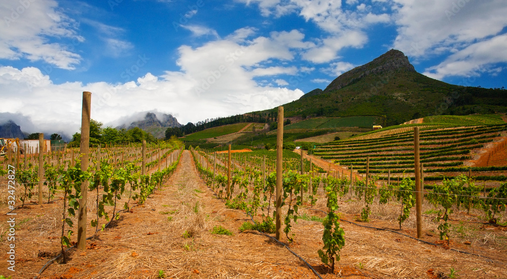Vineyard at Stellenbosch, South Africa