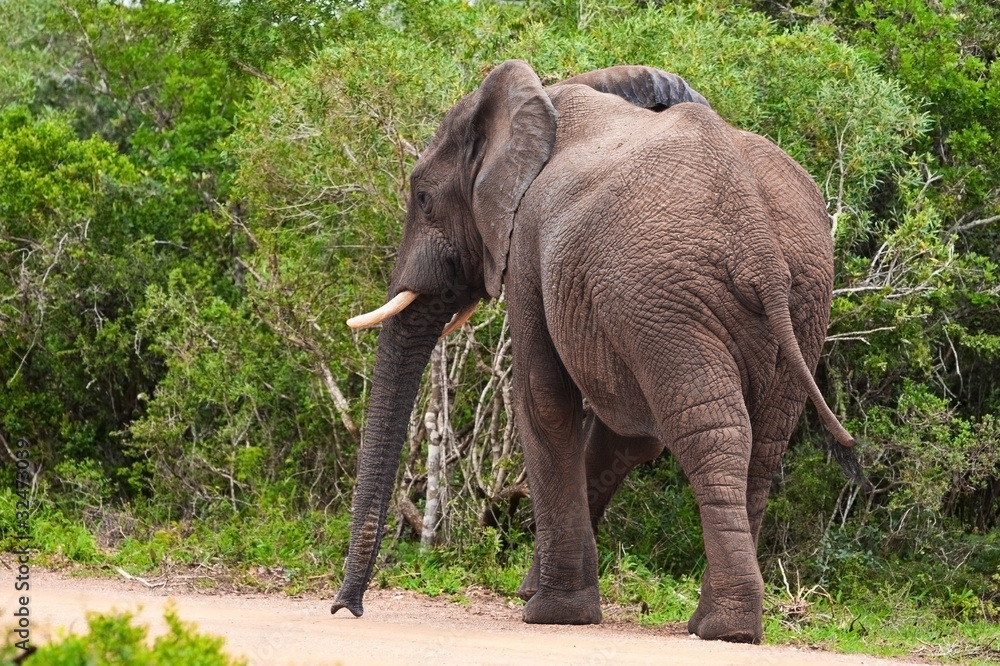 African elephant in Kruger National Park, South Africa