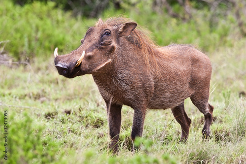 Male warthog in Kruger National Park, South Africa photo