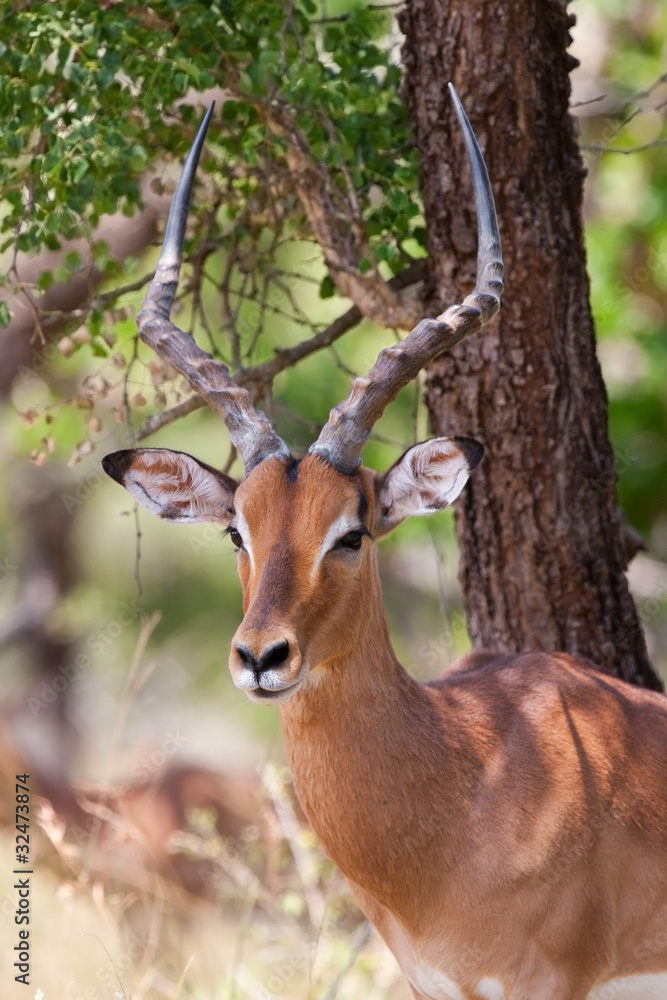 Male impala antelope, Kruger National Park, South Africa Male impala antelope, Kruger National Park, South Africa