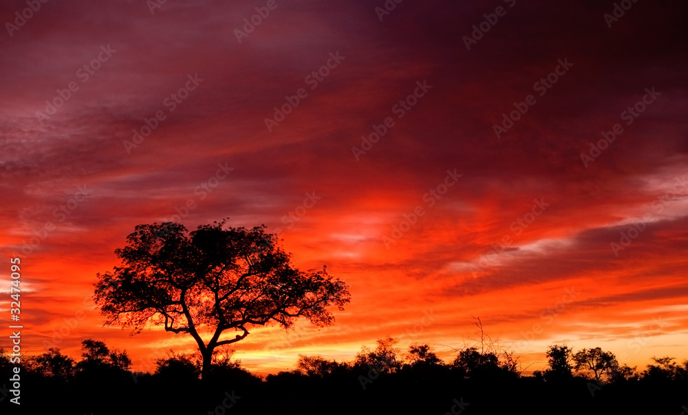 Obraz premium Afrykański zmierzch w Kruger parku narodowym, Południowa Afryka