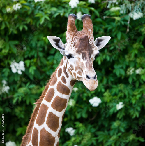 Head portrait of a beautiful Giraffe © Travel Stock