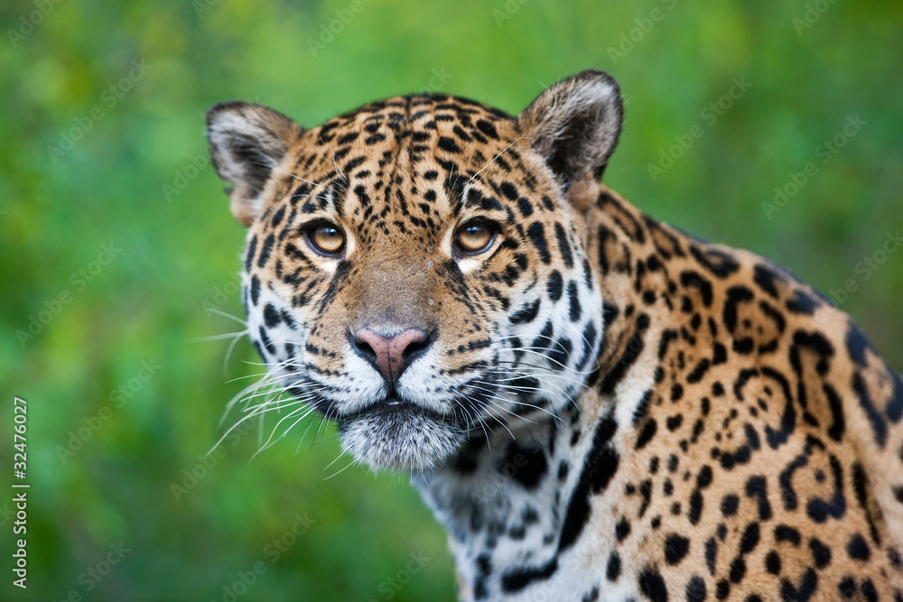 Fototapeta premium Jaguar - Panthera onca