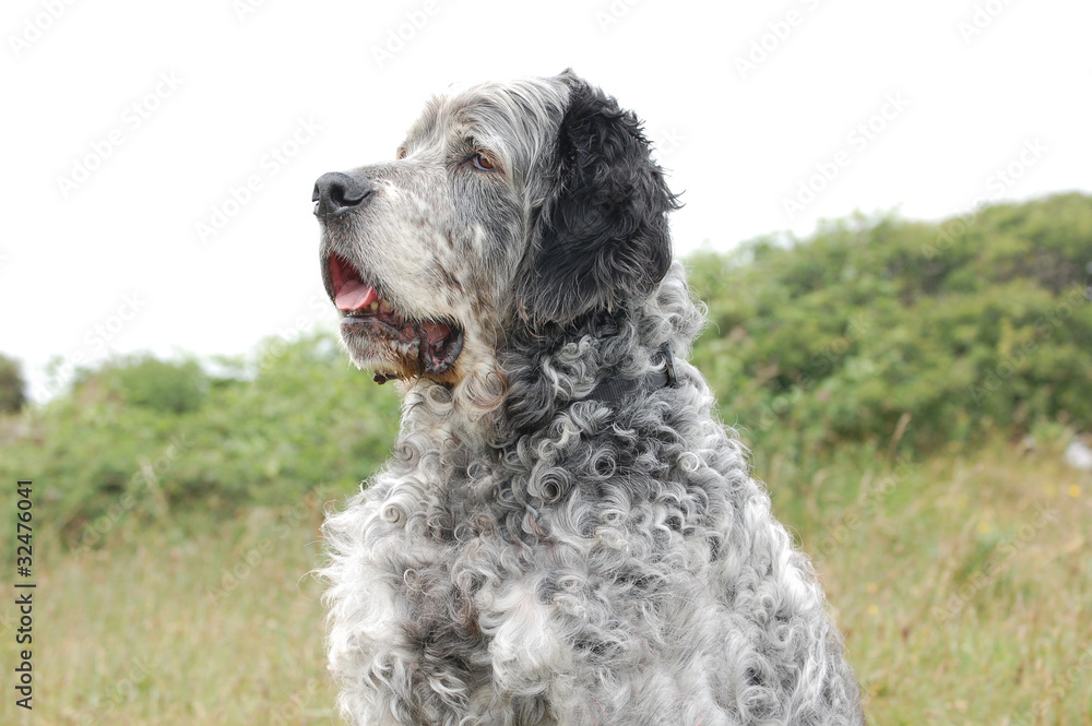 Fototapeta premium English setter surveying the view