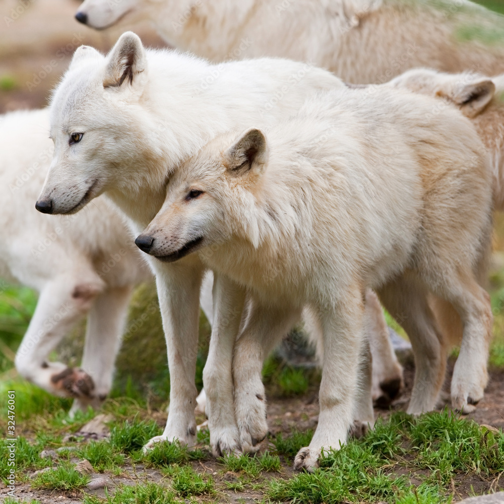 Large adult arctic wolves in the forest Large adult arctic wolves in the forest