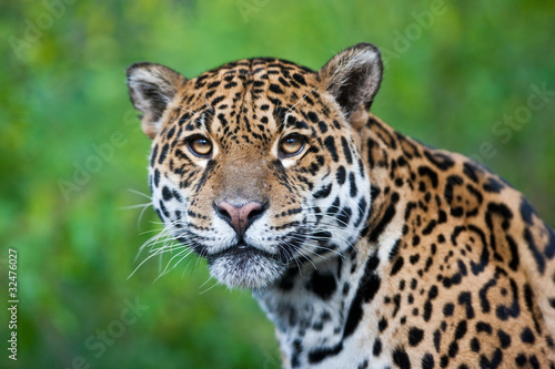 Obraz na plátne Jaguar - Panthera onca