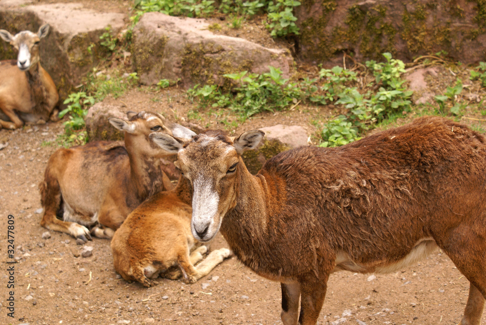 Fototapeta premium Ziegen