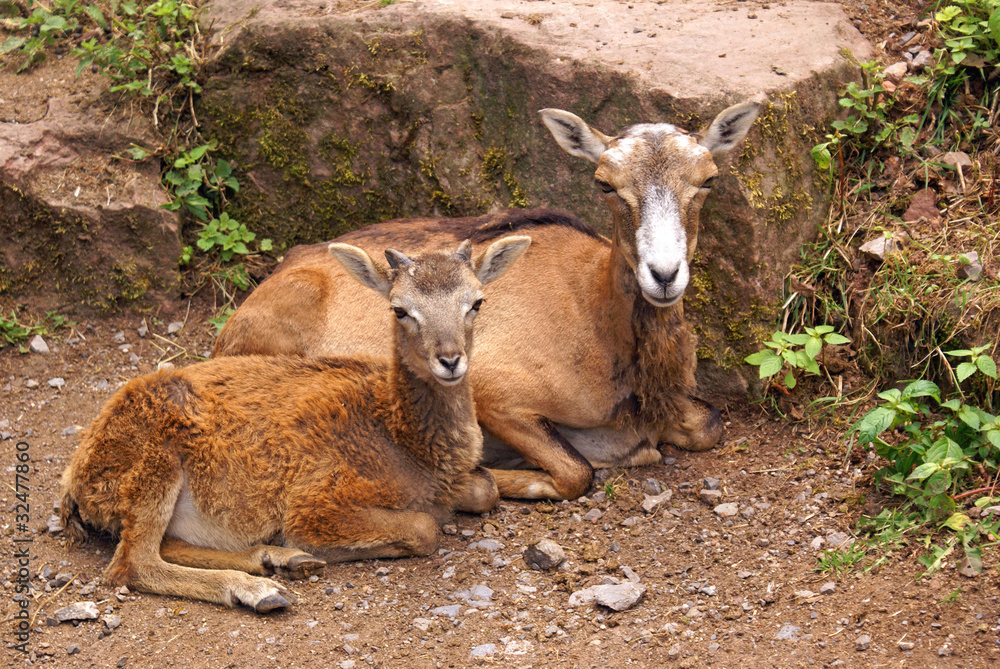 Naklejka premium Ziege