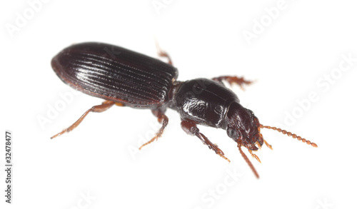 Ground beetle isolated on white background