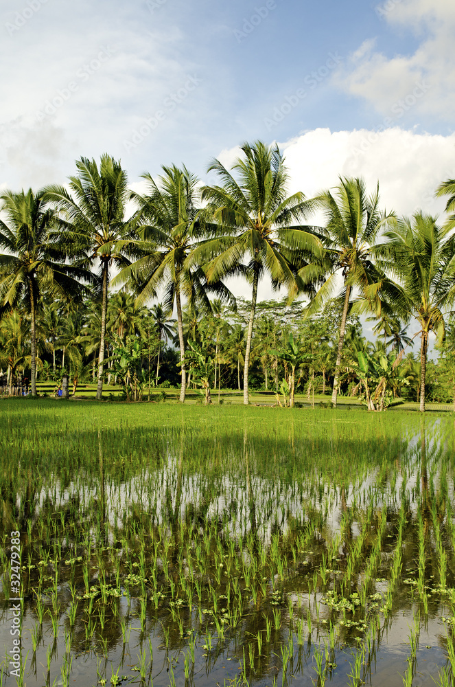 rice field in bali indonesia rice field in bali indonesia