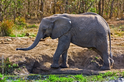 African elephant in Kruger National Park, South Africa