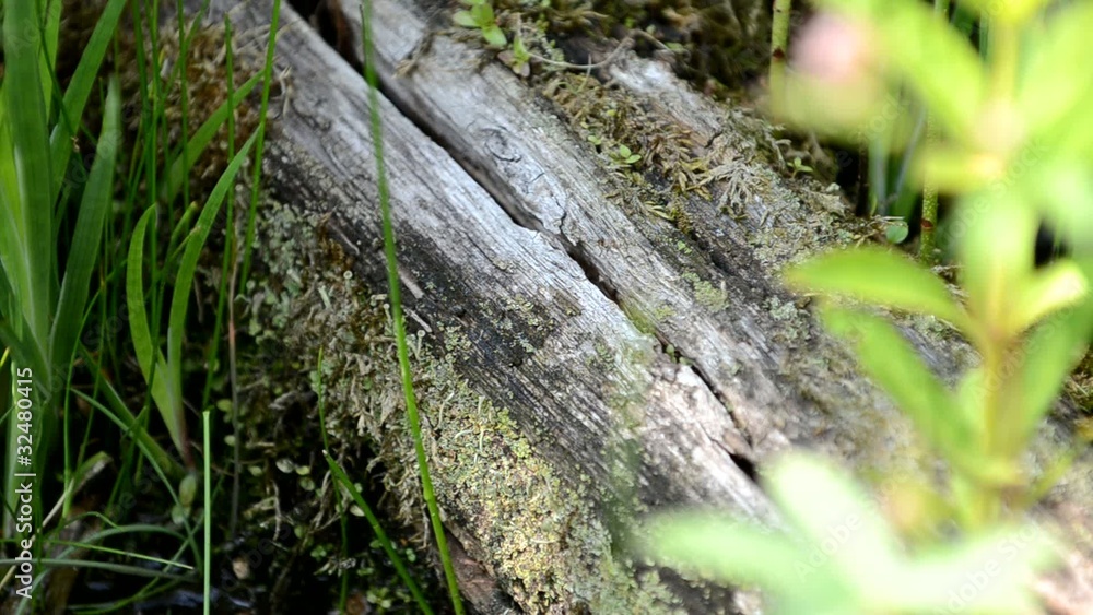 Wasserfrosch Wasserfrosch