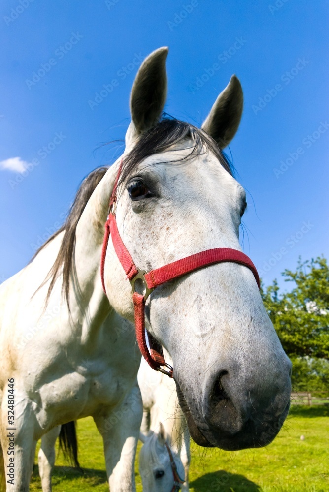 Fototapeta premium horse