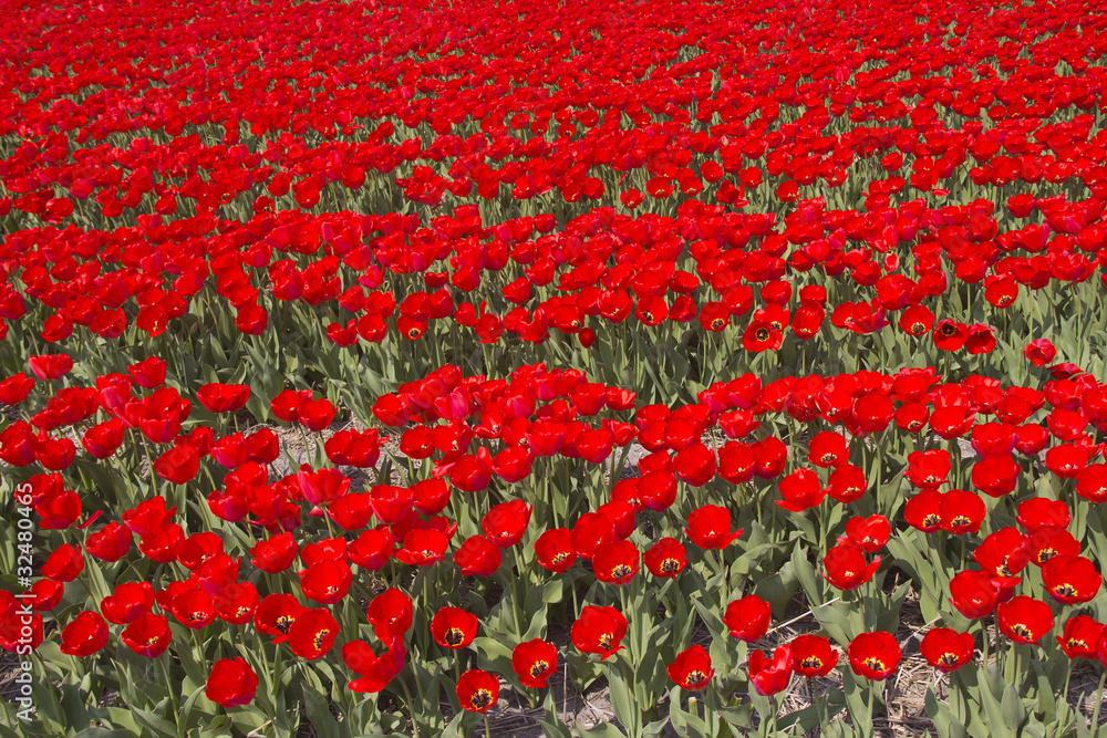 Flowerfields in Holland