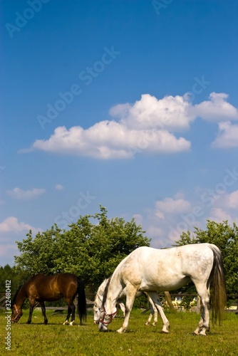 Fototapeta Naklejka Na Ścianę i Meble -  horse
