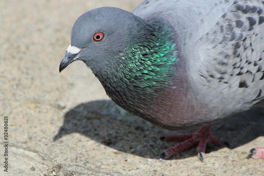 Portrait of a pigeon in the city Portrait of a pigeon in the city
