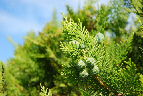 Thuja occidentalis - Lebensbaum
