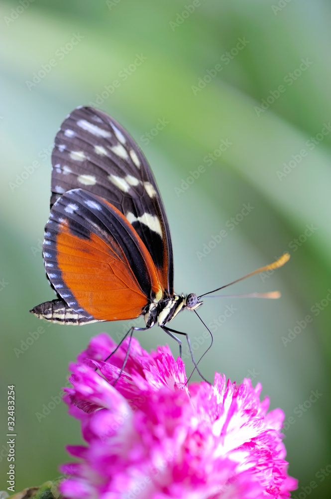 Naklejka premium Schmetterling